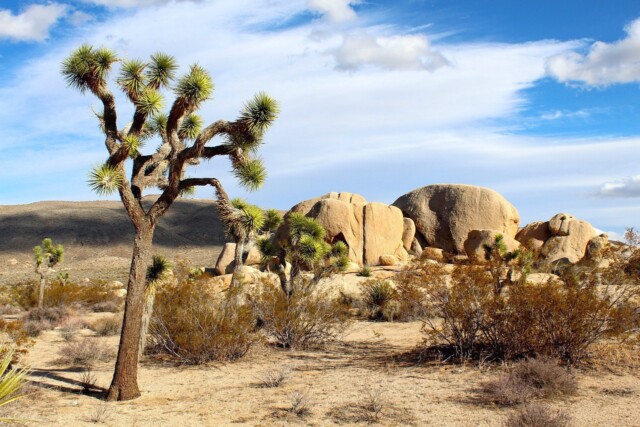 Desert2